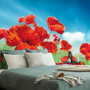 Tapéta réti virágok kép