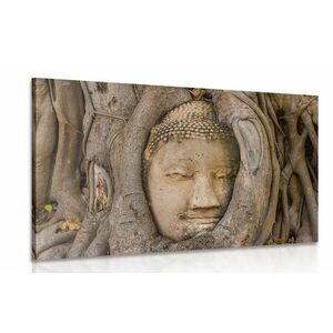 Kép Buddha szent fügefája kép