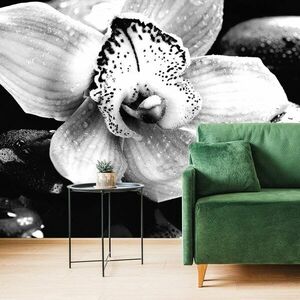Fotótapéta fekete fehér exotikus orchidea kép