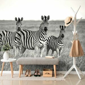 Fotótapéta három zebra fekete fehérben kép