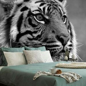 Fotótapéta bengáli tigris fekete fehérben kép