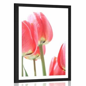 Poszter piros tulipán kép