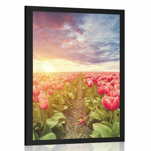 Poszter napkelte tulipánok felett kép