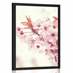 Poszter rózsaszín cseresznye virágok kép