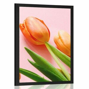 Poszter tulipán kép