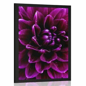 Poszter lila virág kép