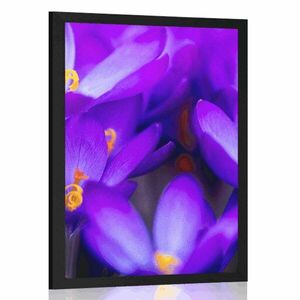 Poszter virágzó lila sáfrány kép