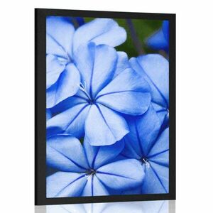 Poszter kék virág kép