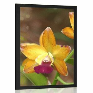 Poszter orchidea kép
