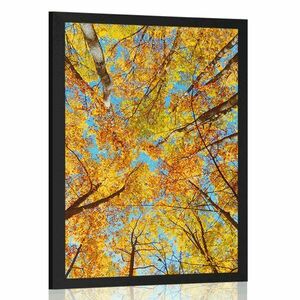 Poszter őszi fa koronák kép