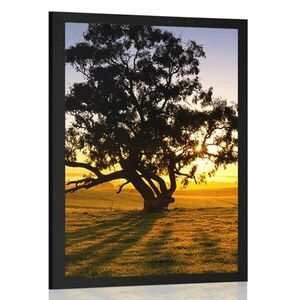 Poszter magányos fa naplementekor kép