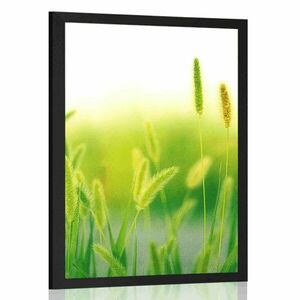 Poszter fű szállak zöld kivitelben kép