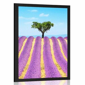 Poszter Provence-i levendulamező kép
