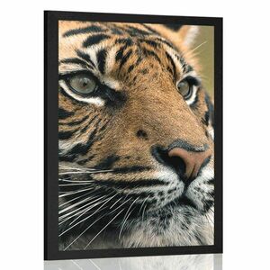 Poszter bengáli tigris kép