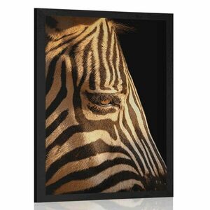 Poszter egy zebra portréja kép