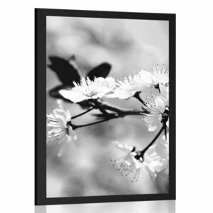 Poszter cseresznye virág fekete fehérben kép
