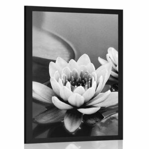 Poszter lótusz virág fekete fehérben kép