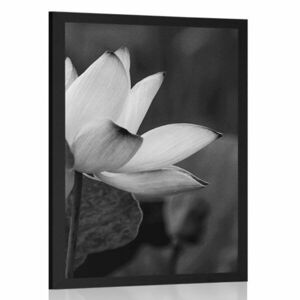 Poszter enyhe lótusz virág fekete fehérben kép