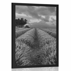 Poszter levandula mező fekete fehérben kép
