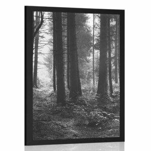 Poszter erdő fekete fehérben kép
