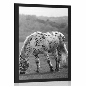 Poszter ló a réten fekete fehérben kép