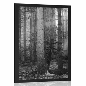 Poszter az erdő titka feketén-fehéren kép