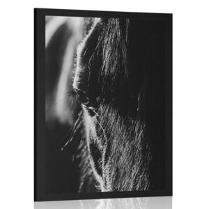 Poszter fenséges ló fekete fehérben kép