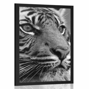Poszter Bengáli tigris fekete-fehérben kép