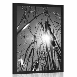 Poszter mezei fű fekete-fehér kivitelben kép