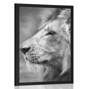 Poszter afrikai oroszlán fekete fehérben kép