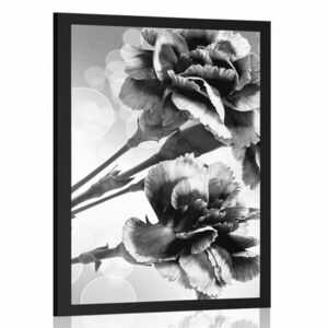 Poszter szekfű virág fekete fehérben kép