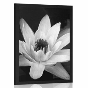 Poszter fekete fehér lótusz virág kép