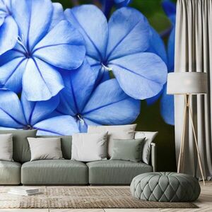 Öntapadó fotótapéta vad kék virágok kép