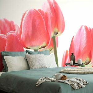 Öntapadó fotótapéta piros mezei tulipán kép