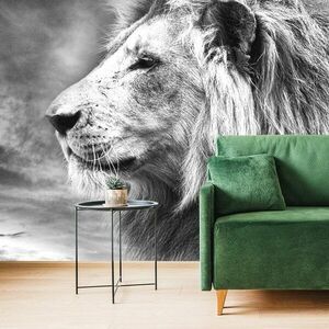 Öntapadó fotótapéta afrikai oroszlán fekete fehérben kép