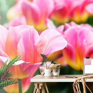 Öntapadó fotótapéta tulipános rét kép