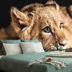 Öntapadó fotótapéta oroszlán kölyök kép