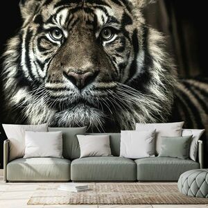 Öntapadó fotótapéta tigris kép