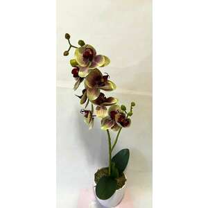 1 szálas zöld orchidea bordó középpel kép
