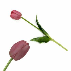 Extra tulipán-szilikon MÁLYVA az ár szálra vonatkozik kép