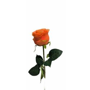 Selyem rózsa narancs, piros, sárga 78cm kép