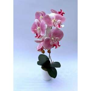1 szálas örök orchidea-RÓZSASZÍN kép