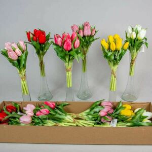 Tulipán csokor, krémfehér kép