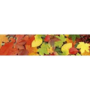 Őszi levelek, konyhai matrica hátfal, 260 cm kép