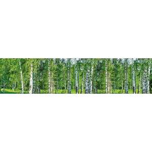 Nyírfaerdő, konyhai matrica hátfal, 260 cm kép