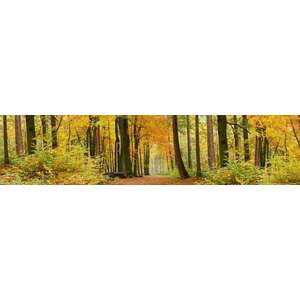 Őszi erdő, konyhai matrica hátfal, 260 cm kép