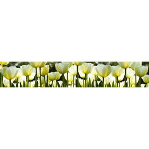 Fehér tulipánok, konyhai matrica hátfal, 350 cm kép