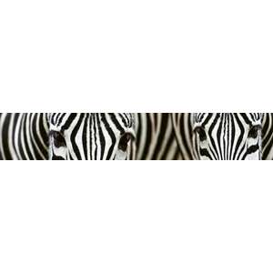 Zebrák, konyhai matrica hátfal, 350 cm kép