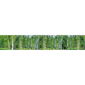 Nyírfaerdő, konyhai matrica hátfal, 350 cm kép