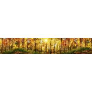 Fényes őszi erdő, konyhai matrica hátfal, 350 cm kép